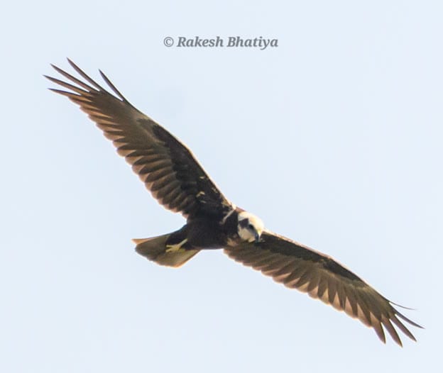 Western Marsh Harrier